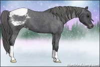 Horse Color:Black Appaloosa 
