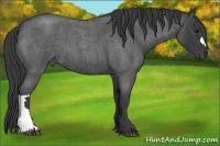 Horse Color:Smoky Blue Roan 