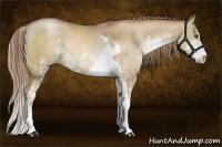 Horse Color:Liver Chestnut Pearl Sabino Brindle