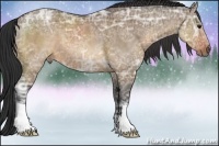 Horse Color:Brown Ice Dun 