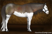 Horse Color:Liver Chestnut Splash 