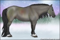 Horse Color:Grullo 
