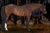 Horse Color:Bay Rabicano 