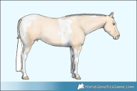 Horse Color:Silver Classic Cream Champagne Pearl Tobiano Rabicano 