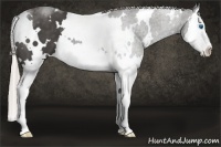 Horse Color:White Spotted Silver Black Splash 