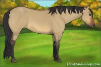 Horse Color:Bay Dun