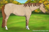Horse Color:Red Dun Roan 