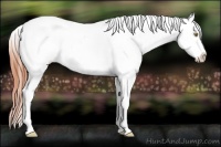 Horse Color:White Spotted Amber Champagne Appaloosa Rabicano 