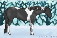 Horse Color:Smoky Black Tobiano 
