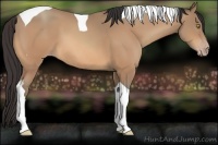 Horse Color:Amber Champagne Tobiano 