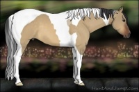 Horse Color:Bay Dun Tobiano