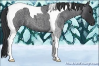 Horse Color:Blue Roan Tobiano 