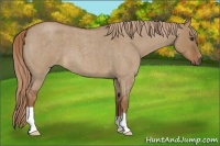 Horse Color:Red Dun Roan 