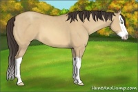 Horse Color:Amber Champagne Dun Splash 