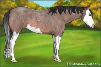 Horse Color:Bay Roan Splash