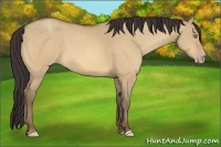 Horse Color:Amber Champagne Dun 