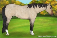 Horse Color:Bay Roan Dun 