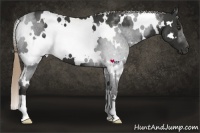 Horse Color:White Spotted Liver Red Roan 