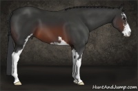 Horse Color:Brown Sabino 