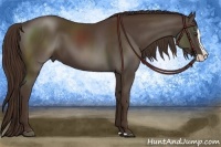 Horse Color:Liver Chestnut Splash 