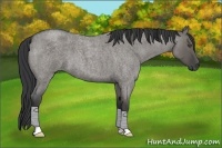 Horse Color:Grullo Roan