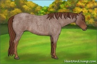 Horse Color:Red Roan 