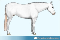Horse Color:White Spotted Brown Appaloosa Rabicano 