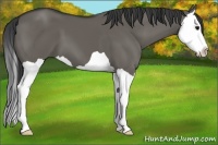 Horse Color:Grullo Splash 
