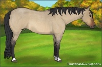 Horse Color:Bay Roan Dun 