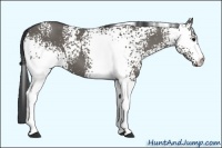 Horse Color:White Spotted Grullo