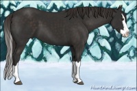 Horse Color:Liver Chestnut Sabino Splash 