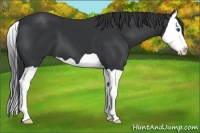 Horse Color:Black Splash