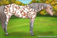 Horse Color:Bay Appaloosa