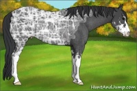 Horse Color:Black Ice Sabino Rabicano 