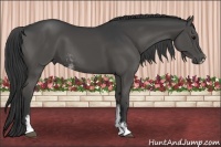 Horse Color:Black Sabino 