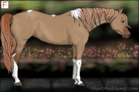 Horse Color:Red Dun Tobiano 