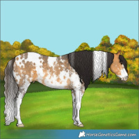 Horse Color:White Spotted Buckskin Sabino 