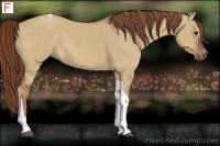Horse Color:Red Dun Tobiano
