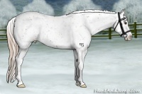 Horse Color:Chestnut Appaloosa
