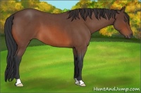 Horse Color:Bay Roan 