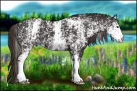 Horse Color:White Spotted Liver Chestnut
