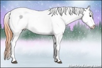 Horse Color:White Spotted Bay Splash Appaloosa