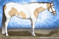 Horse Color:Amber Cream Champagne Splash Tobiano 