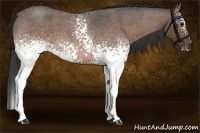 Horse Color:White Spotted Buckskin Roan 