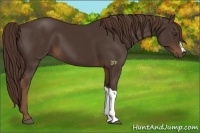 Horse Color:Liver Chestnut 