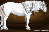 Horse Color:Palomino Tobiano Appaloosa