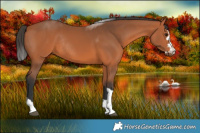 Horse Color:Bay Rabicano 