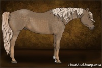 Horse Color:Chocolate Palomino 