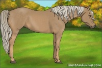 Horse Color:Palomino