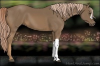 Horse Color:Chocolate Palomino 